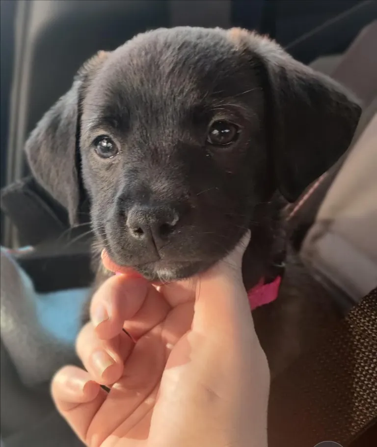 Little pupper...no clue what she is, except mine and cute ...but she's 11 weeks and her gotee makes me happy 