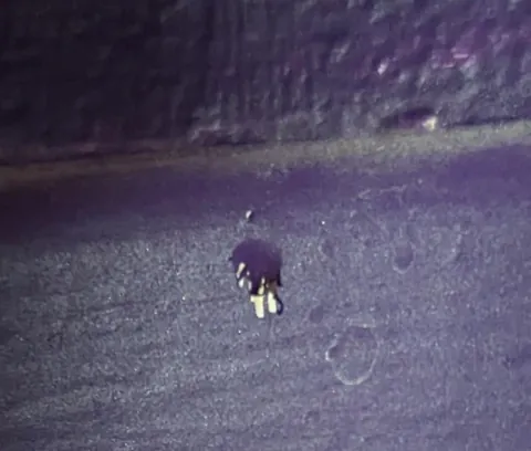 Ziggy stands accused of chewing the door frame and skirting board