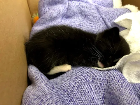 I never wanted to have to make this post. For my baby, Turkleton