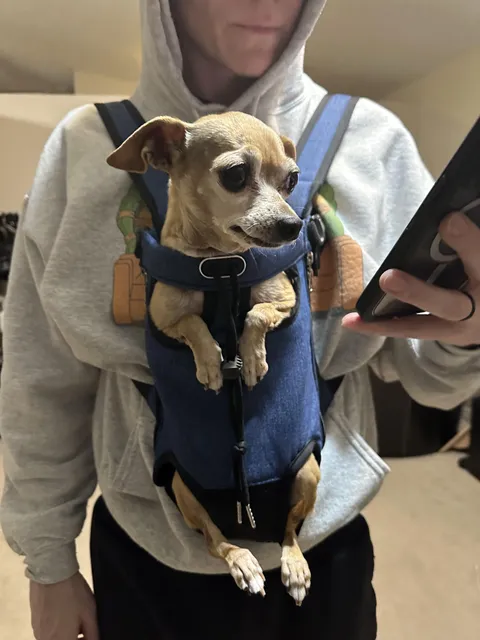 I got my husband a backpack for our chi. Ava is obsessed. This is a man who swore he would never own a small dog. 