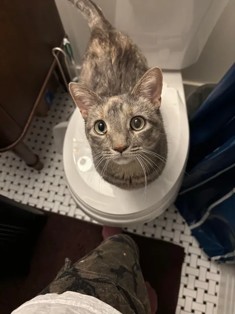 My cat is obsessed with me, separation anxiety?