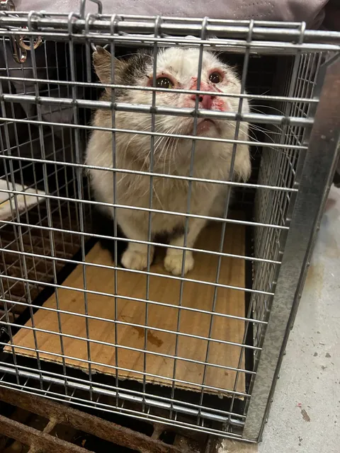 What a change 2 months can make- Foster Fail- read for a happy end 😻