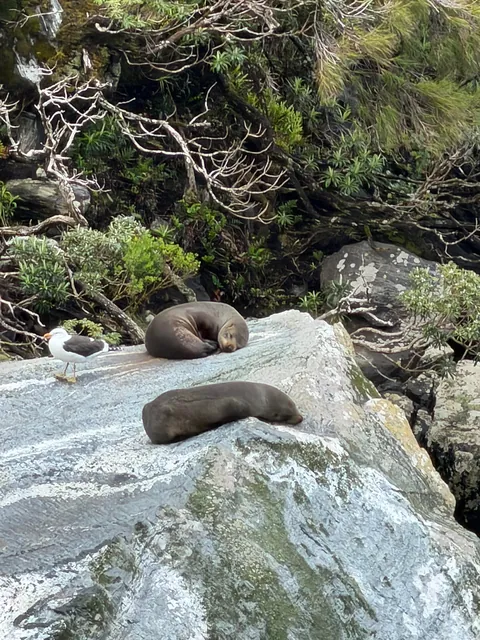 2 weeks trip in New Zealand