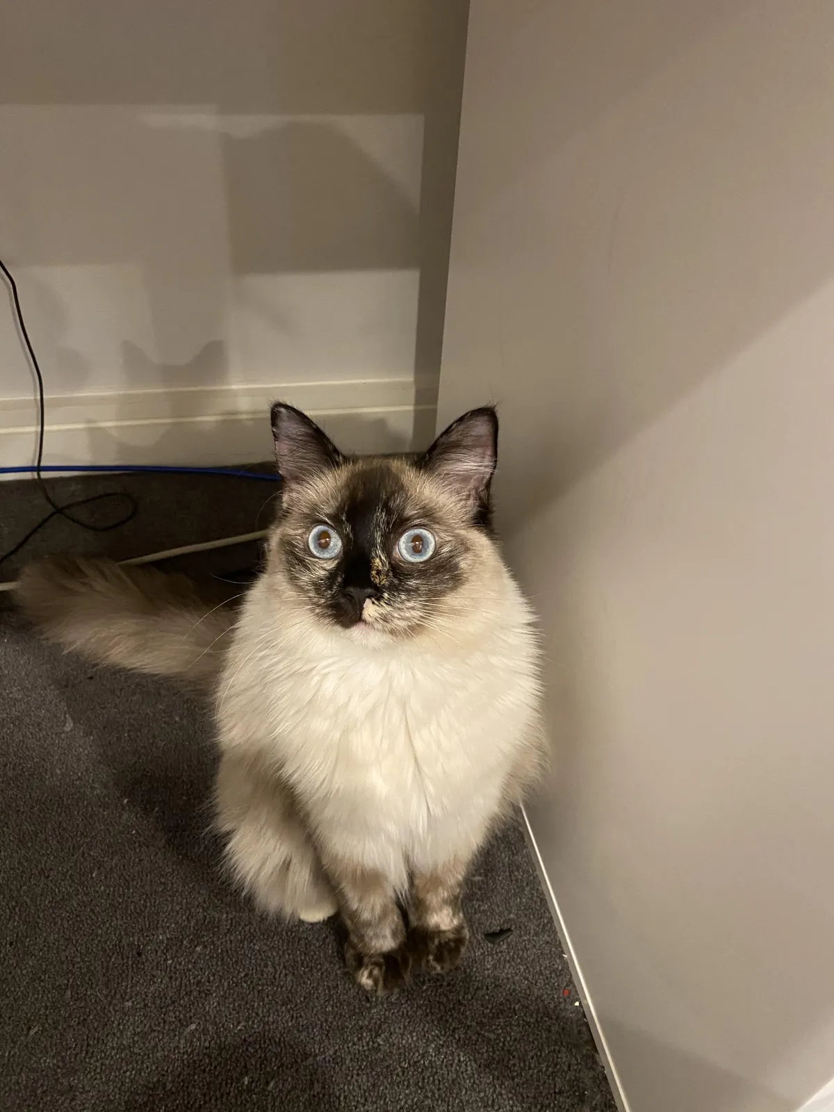 Yumi when she sees a stranger for the first time 🥹