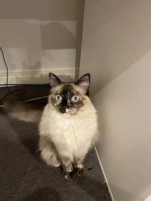 Yumi when she sees a stranger for the first time 🥹