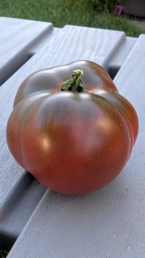 Home garden True Black Brandywine heirloom tomato Caprese salad
