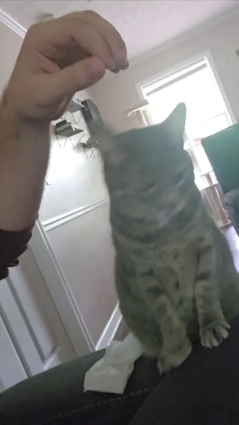 Why does my cat push into me?