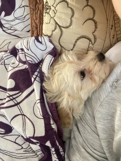 my beloved happiness he has only been here for two months