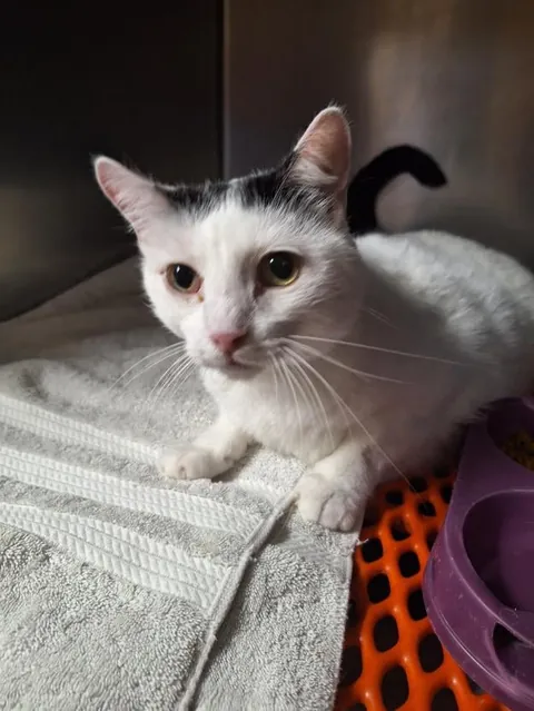 In October, my cat Bones survived a blood clot in his legs. We came to vist him at the vet and this was the moment he realized we weren’t more veterans doing test but his family