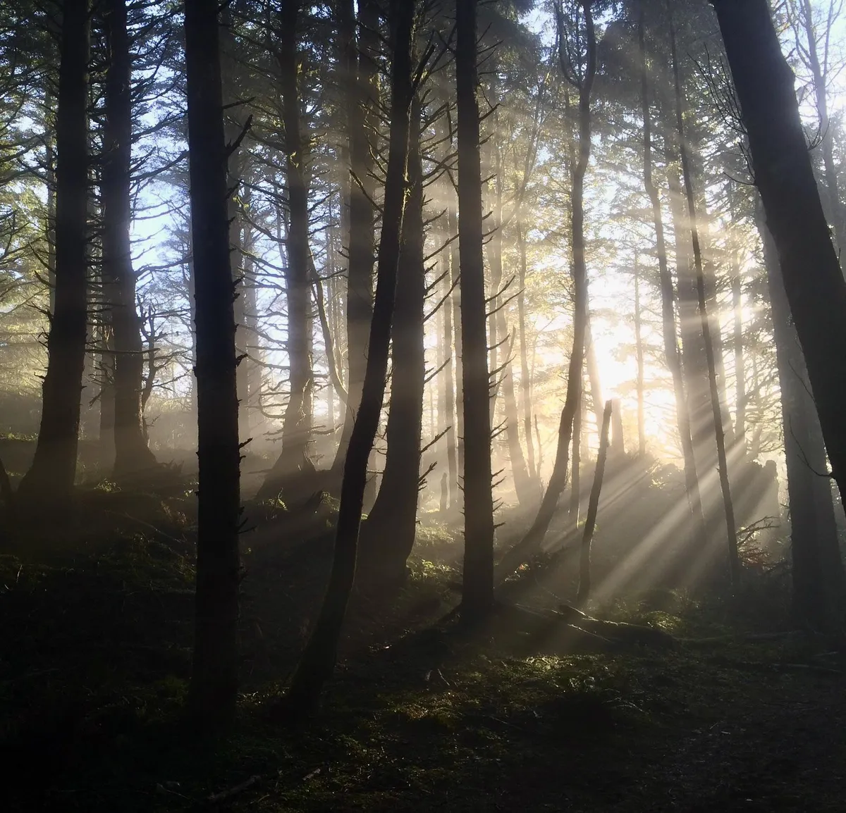 🔥Rays bursting through the trees in a coastal Oregon forest