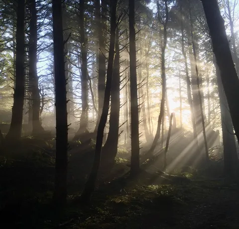 🔥Rays bursting through the trees in a coastal Oregon forest