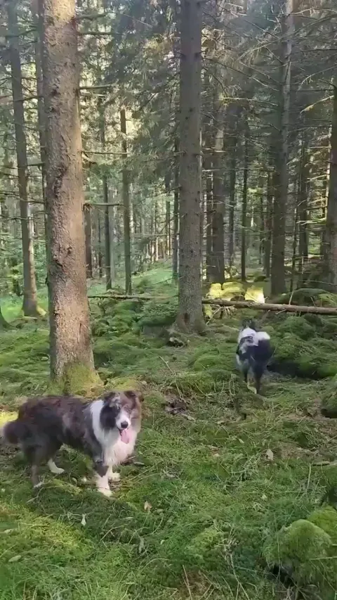 20 seconds, 13 dogs, 1 picture