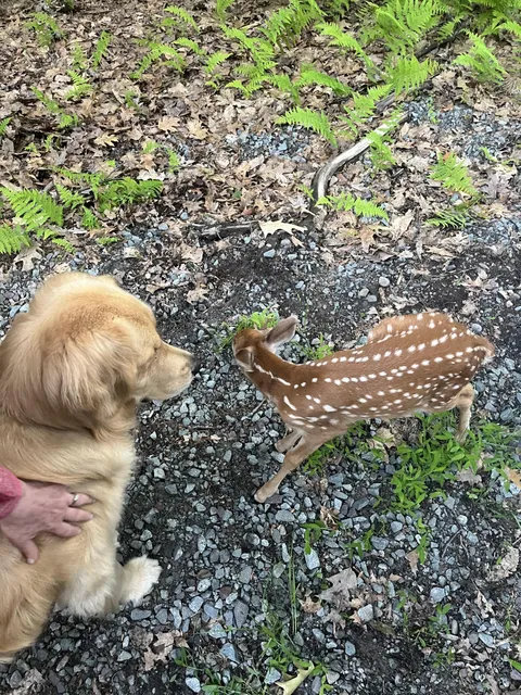 golden retriever made a friend