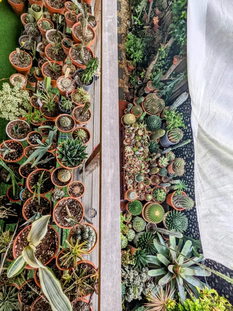 My upstairs and downstairs garden in one photo