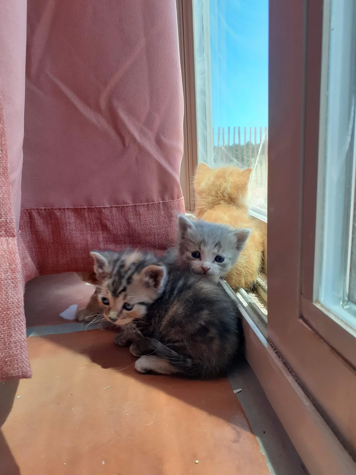 4 years ago my Girlfriend was taking a walk in the middle of nowhere in Arizona when she heard the tinest of cries coming from a PVC pipe. When she looked she found these little babies. She brought them home showered them with love.