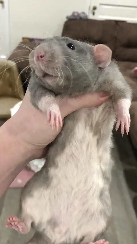 Why do rat owners hold their rats like this? I just noticed (Not mine, not yet a rat owner)