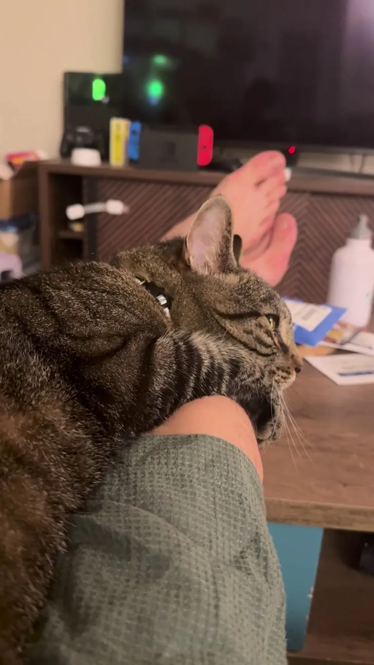 Why does my cat squeeze his paw?