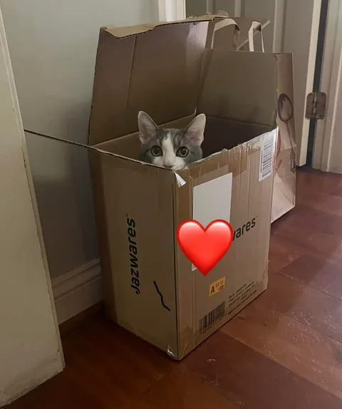 We know they’re obsessed with them, so show me your cats in boxes!