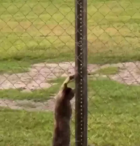A mouse manages to escape from the cat...For a few seconds