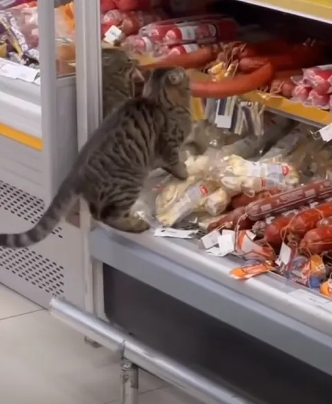 Personal shopping assistant