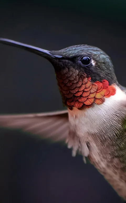 ITAP of a hummingbird