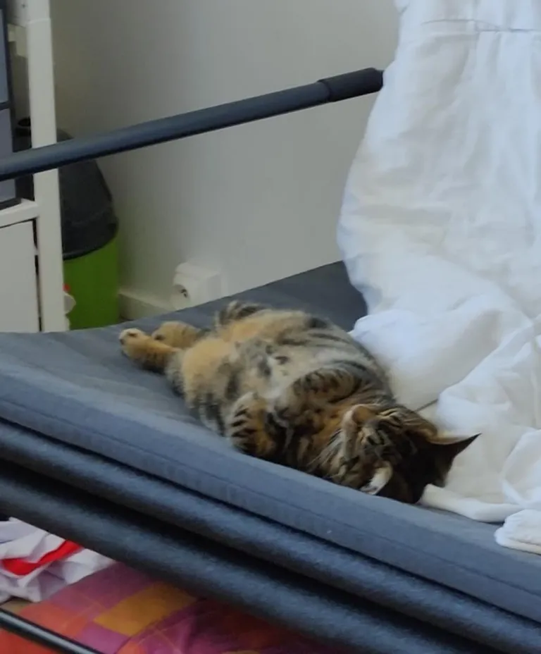 I'm convinced my cat is just a lil dude in a cat costume