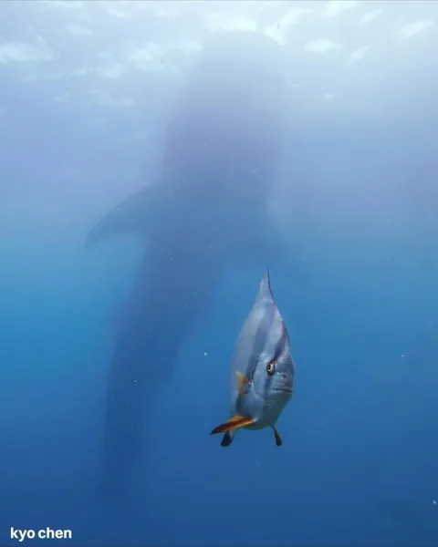 The finalists for the 2026 Nikon Comedy Wildlife Awards have officially been announced, bringing together some of the funniest and most perfectly timed moments from the animal kingdom