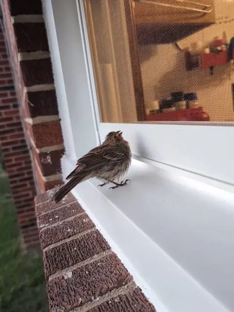 What's wrong with this bird?