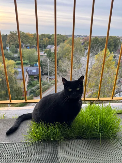 My cat was eating grass on the balcony