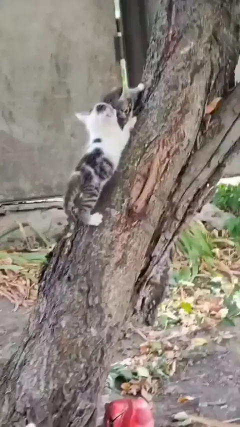 What a courageous and kind kitty