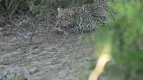 🔥Mating tortoises disrupt a leopard's hunt