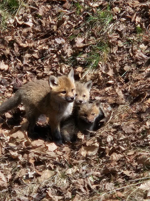 Fox cubs spotted on my walk