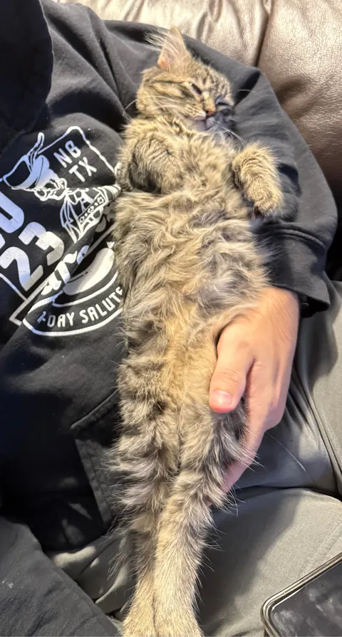 Every time I sit down he insists on taking his naps in my arm