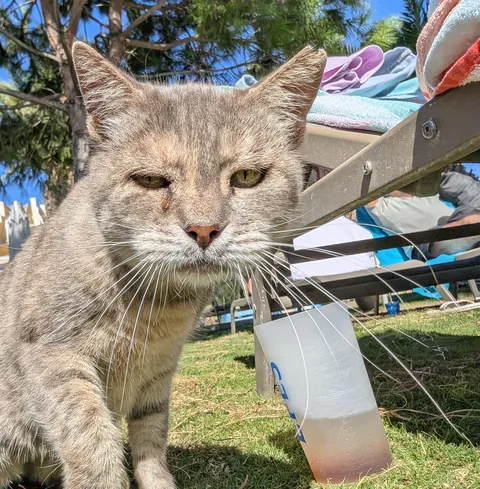 The huge collection of cats I found on my adventure to Turkey😅😊