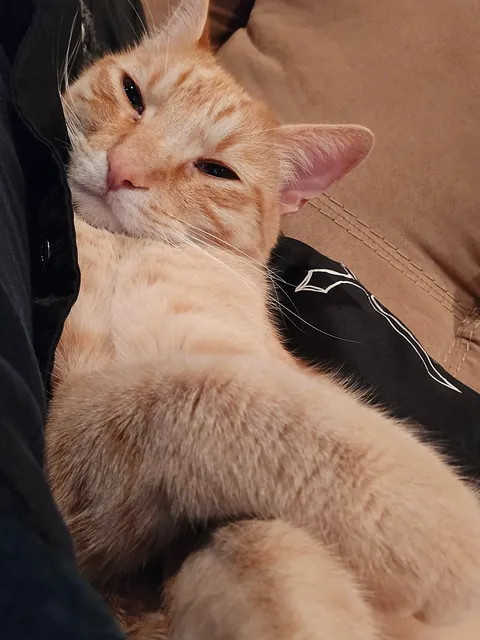 I miss my cat so I need to see everyone's cats