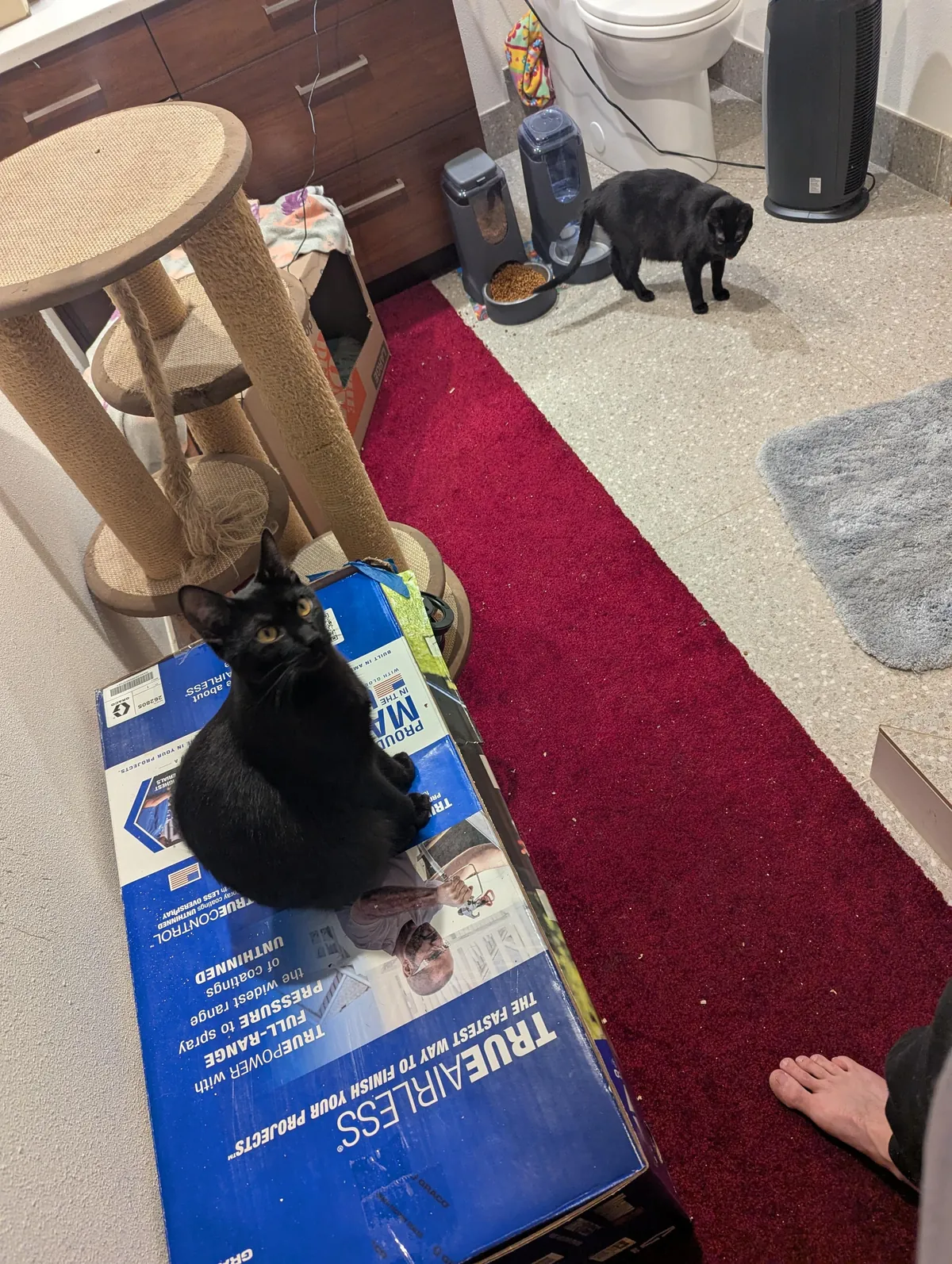 Ever since Banana has given birth whenever she leaves the box her sister, Pumpkin, will stand guard on top.