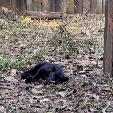 🔥 Black Panther (leopard) carrying her sleepy cubs to a safer spot.