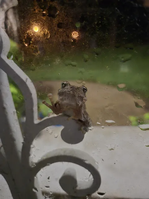 This sweet boi has perched on our storm door to look inside for 3 nights straight now. 