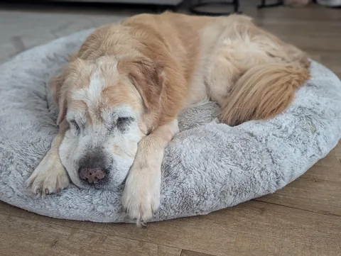 Old doggo thinks he's a pupper