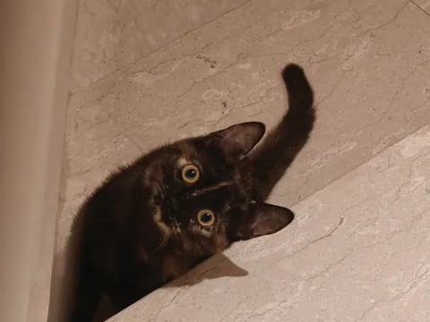 Luna's funny expressions (funniest one at the end) 😺