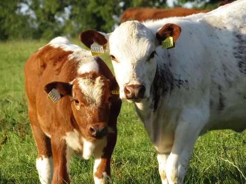 Dandelion is a lot younger than Frankie, but they still get along great with each other!