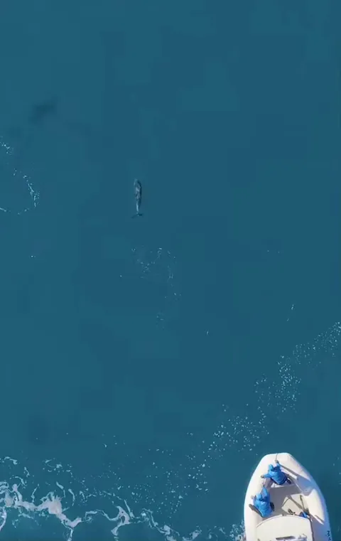 Dolphin calf saved from wire entanglement in Australia