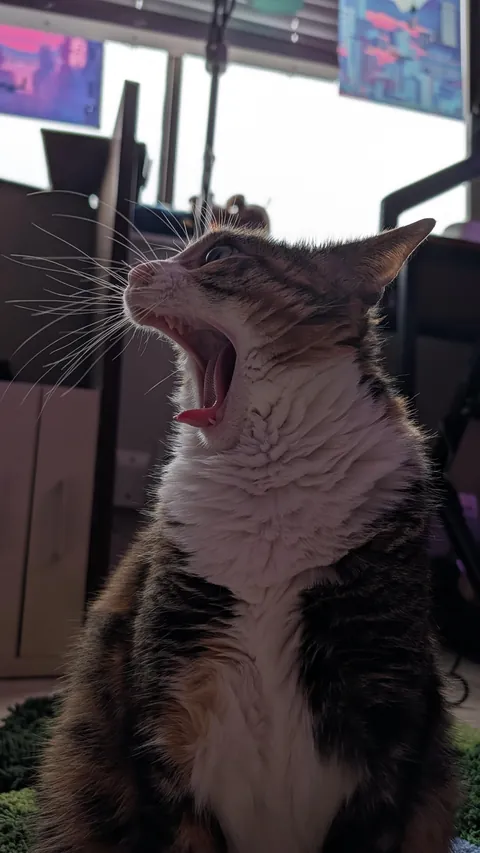 my dad passed so I have a cat now