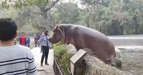 Security Guard risking his life to save incredibly unalarmed zoo visitors from a hippo