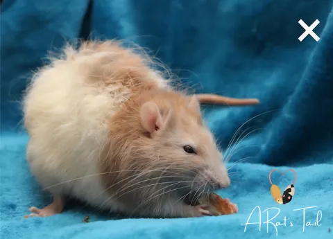 The Level of Fluff on New Zealand Angora/Fluffy Rats!
