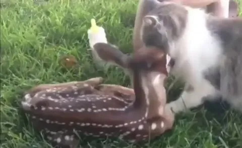 Kitty meets Bambi