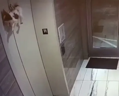 Guy saves little Dog stuck at elevator door.