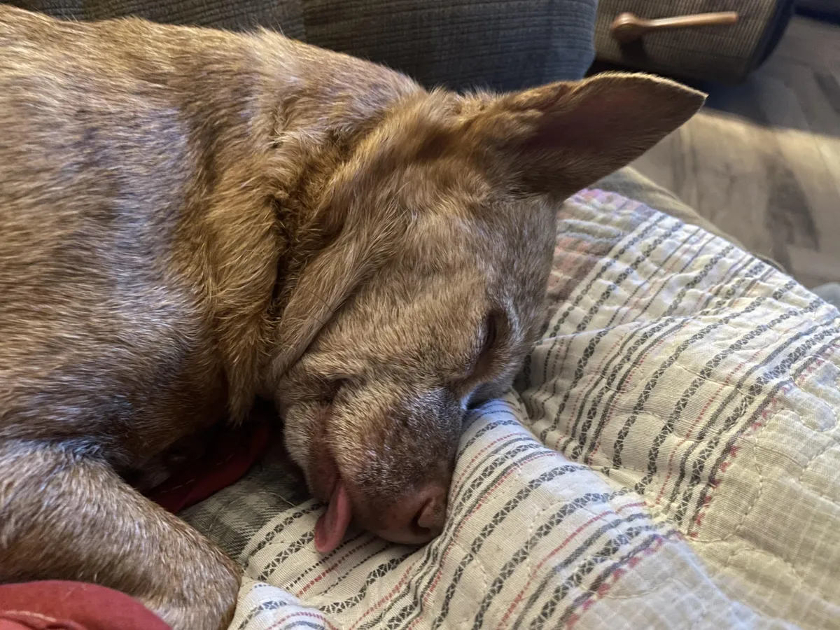 My sweet old girl.  She’s a rescue, twice returned, because she’s a lot.  She’s probably nine or ten, missing teefs and has arthritis in her legs.  My Bella.  A chipitt ♥️