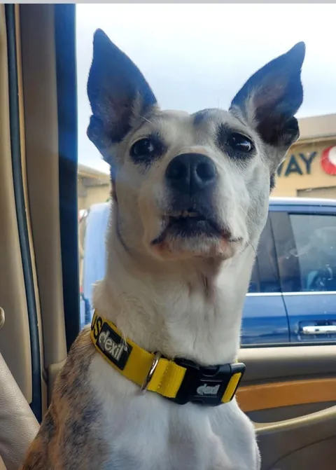 Only 2% of dogs make it to 17. So on this day, Lexy is a certified rare pupper. Happy Birthday sweet girl.