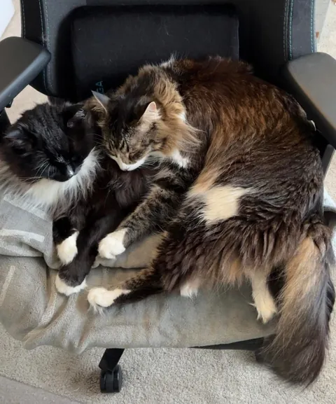 Had to say goodbye to my best friend